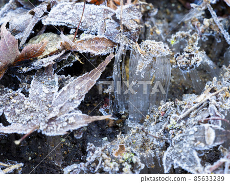 Frozen autumn leaves and frost columns 85633289