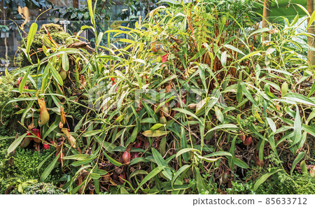 Large green carnivorous plant Nepenthes surrounded by other plants 85633712