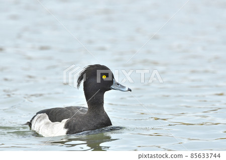 Kinkrochasshuro 85633744