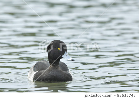 Kinkrochasshuro 85633745