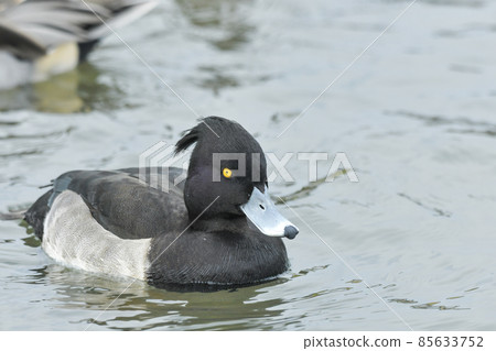 Kinkrochasshuro 85633752