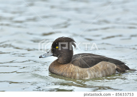 Kinkrochasshuro 85633753