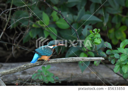 Kingfisher 85633850