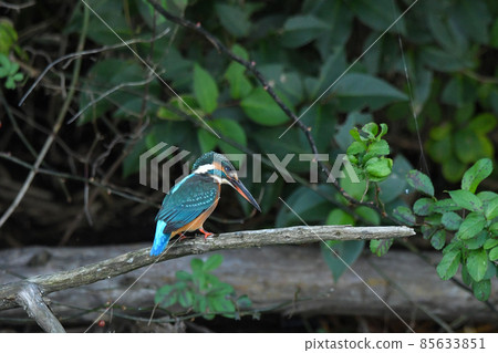 Kingfisher 85633851
