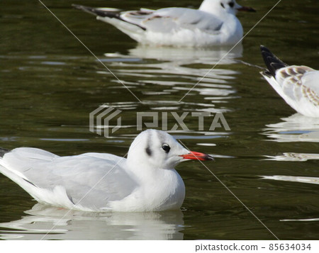 Winter migratory sea urchin gull that came to the pond in Inage beach park Winter migratory sea urchin gull that came to the pond in Inage beach park 85634034