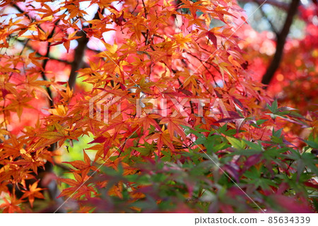 Autumn leaves Japanese maple Autumn leaves Japanese maple 85634339