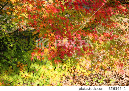 明亮的秋葉Irohamomiji 明亮的秋葉Irohamomiji 85634341