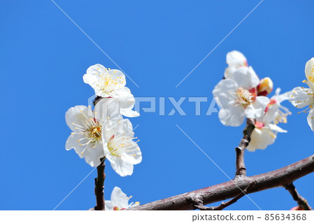Hakuume plum blossoms 85634368