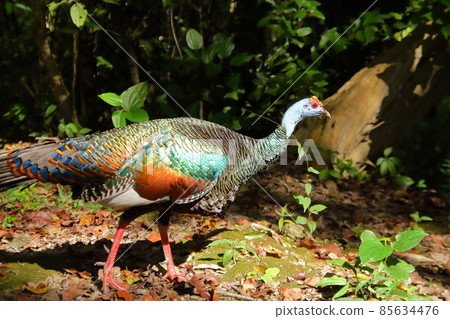 Guatemala: Wild turkey inhabiting the Mayan ruins of Tikal Guatemala: Wild turkey inhabiting the Mayan ruins of Tikal 85634476