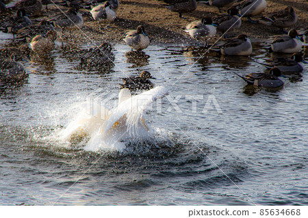 Swans and water splashes that have their feathers trimmed and washed away Swans and water splashes that have their feathers trimmed and washed away 85634668