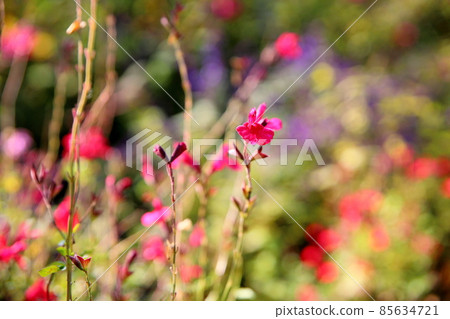 Cherry sage flowers Cherry sage flowers 85634721