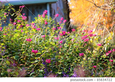 玫瑰葉鼠尾草花 85634722