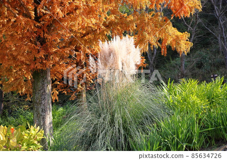 Pampasgrass Hanabo Pampasgrass Hanabo 85634726