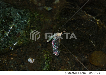 Ermont Hirataka Mayfly Male Ermont Hirataka Mayfly Male 85635310
