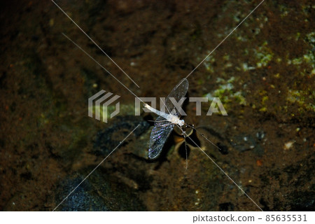 Ermont Hirataka Mayfly Male Ermont Hirataka Mayfly Male 85635531