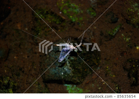 Ermont Hirataka Mayfly Male Ermont Hirataka Mayfly Male 85635654