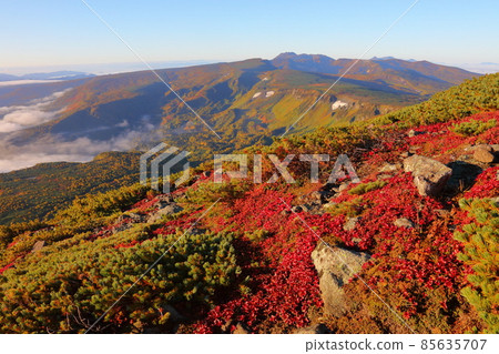 Autumn leaves of Urashimatsutsuji and Takanegahara_Tomuraushi 85635707