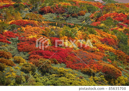 Autumn leaves and yellow leaves from Takanegahara 1 85635708