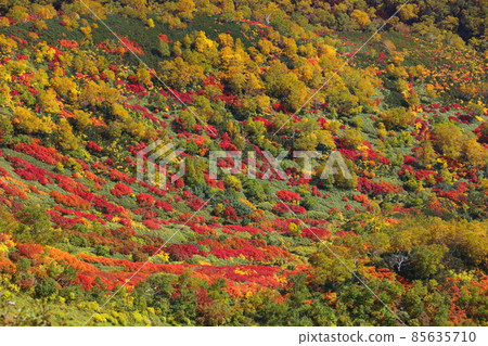 Autumn leaves and yellow leaves from Takanegahara_Medium telephoto 85635710