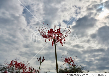 《Okayama Prefecture》 Higanbana seen in the Kojima Lake Flower Corridor [September] 85636027