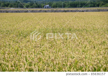 Golden rice ears that grew in the countryside of Hokkaido 85636157