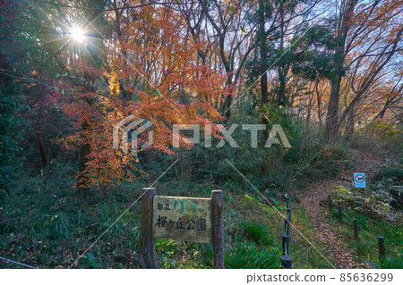Autumn leaves on the road (red fruit road) to Sakuragaoka Park, Tama City, Tokyo Autumn leaves on the road (red fruit road) to Sakuragaoka Park, Tama City, Tokyo 85636299