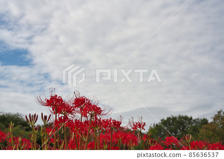 《岡山縣》兒島湖花廊看到的彼岸花[9月] 85636537