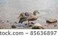 Duck cute walking beautiful 85636897