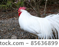Ise Jingu chicken rooster 85636899