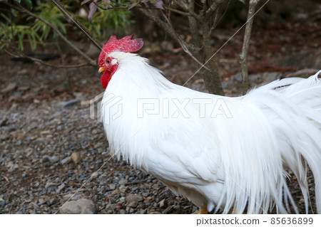 Ise Jingu chicken rooster Ise Jingu chicken rooster 85636899