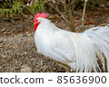 Ise Jingu chicken rooster 85636900