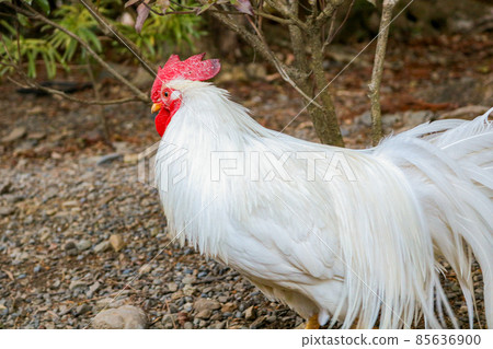 Ise Jingu chicken rooster 85636900