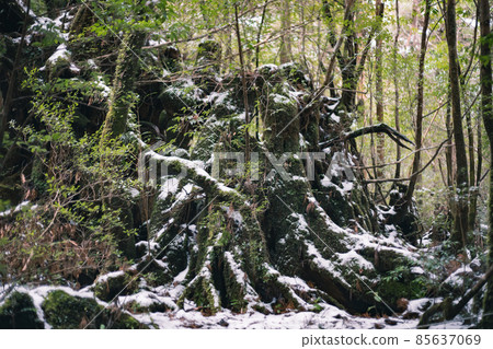 冬天的屋久島風景(吉卜力和幽靈公主的舞台)~九州的世界自然遺產~ 冬天的屋久島風景(吉卜力和幽靈公主的舞台)~九州的世界自然遺產~ 85637069