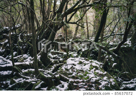 Scenery of Yakushima in winter (stage of Ghibli and Princess Mononoke) ~ World Natural Heritage Site in Kyushu ~ Scenery of Yakushima in winter (stage of Ghibli and Princess Mononoke) ~ World Natural Heritage Site in Kyushu ~ 85637072