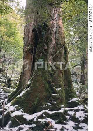 Scenery of Yakushima in winter (stage of Ghibli and Princess Mononoke) ~ World Natural Heritage Site in Kyushu ~ 85637104