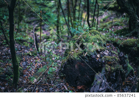 Scenery of Yakushima in winter (stage of Ghibli and Princess Mononoke) ~ World Natural Heritage Site in Kyushu ~ 85637241