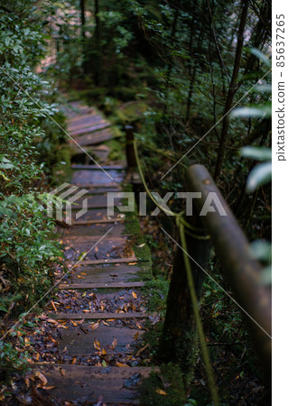 Scenery of Yakushima in winter (stage of Ghibli and Princess Mononoke) ~ World Natural Heritage Site in Kyushu ~ 85637265