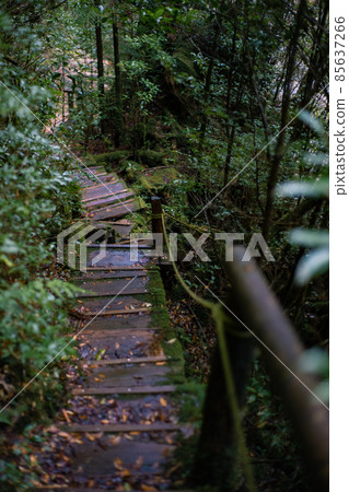 Scenery of Yakushima in winter (stage of Ghibli and Princess Mononoke) ~ World Natural Heritage Site in Kyushu ~ 85637266