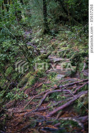 冬天的屋久島風景(吉卜力和幽靈公主的舞台)~九州的世界自然遺產~ 冬天的屋久島風景(吉卜力和幽靈公主的舞台)~九州的世界自然遺產~ 85637268