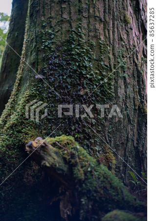 冬天的屋久島風景（吉卜力和幽靈公主的舞台）～九州的世界自然遺產～ 85637285