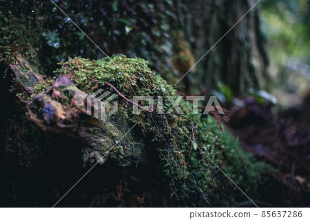 冬天的屋久島風景（吉卜力和幽靈公主的舞台）～九州的世界自然遺產～ 85637286