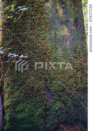 Scenery of Yakushima in winter (stage of Ghibli and Princess Mononoke) ~ World Natural Heritage Site in Kyushu ~ Scenery of Yakushima in winter (stage of Ghibli and Princess Mononoke) ~ World Natural Heritage Site in Kyushu ~ 85637288
