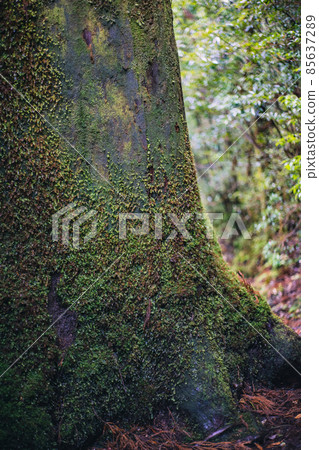 冬天的屋久島風景(吉卜力和幽靈公主的舞台)~九州的世界自然遺產~ 冬天的屋久島風景(吉卜力和幽靈公主的舞台)~九州的世界自然遺產~ 85637289