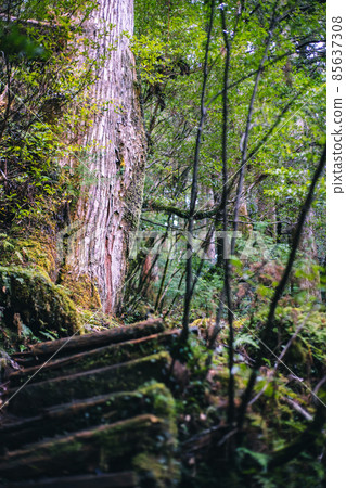 Scenery of Yakushima in winter (stage of Ghibli and Princess Mononoke) ~ World Natural Heritage Site in Kyushu ~ Scenery of Yakushima in winter (stage of Ghibli and Princess Mononoke) ~ World Natural Heritage Site in Kyushu ~ 85637308