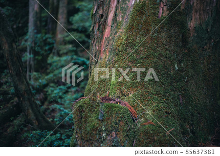 冬天的屋久島風景(吉卜力和幽靈公主的舞台)~九州的世界自然遺產~ 冬天的屋久島風景(吉卜力和幽靈公主的舞台)~九州的世界自然遺產~ 85637381