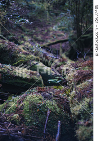 冬天的屋久島風景（吉卜力和幽靈公主的舞台）～九州的世界自然遺產～ 85637489