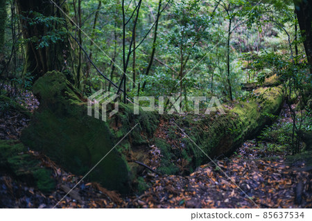 Scenery of Yakushima in winter (stage of Ghibli and Princess Mononoke) ~ World Natural Heritage Site in Kyushu ~ 85637534