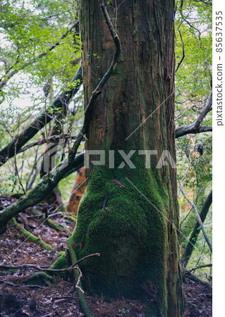 Scenery of Yakushima in winter (stage of Ghibli and Princess Mononoke) ~ World Natural Heritage Site in Kyushu ~ Scenery of Yakushima in winter (stage of Ghibli and Princess Mononoke) ~ World Natural Heritage Site in Kyushu ~ 85637535