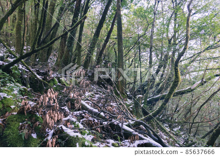 Scenery of Yakushima in winter (stage of Ghibli and Princess Mononoke) ~ World Natural Heritage Site in Kyushu ~ Scenery of Yakushima in winter (stage of Ghibli and Princess Mononoke) ~ World Natural Heritage Site in Kyushu ~ 85637666