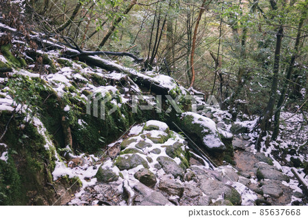 Scenery of Yakushima in winter (stage of Ghibli and Princess Mononoke) ~ World Natural Heritage Site in Kyushu ~ Scenery of Yakushima in winter (stage of Ghibli and Princess Mononoke) ~ World Natural Heritage Site in Kyushu ~ 85637668